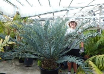 ENCEPHALARTOS HORRIDUS