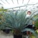 ENCEPHALARTOS HORRIDUS