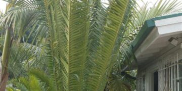 ENCEPHALARTOS ITURIENSIS