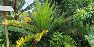 ENCEPHALARTOS KISAMBO