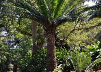 ENCEPHALARTOS LAURENTIANUS LONG LEAFED & LARGE CENTRAL AFRICAN GREEN CYCAD