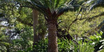 ENCEPHALARTOS LAURENTIANUS LONG LEAFED & LARGE CENTRAL AFRICAN GREEN CYCAD