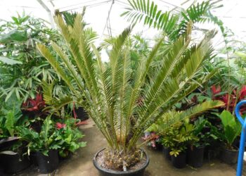ENCEPHALARTOS LEBOMBOENSIS