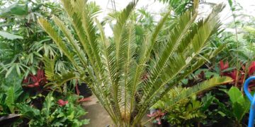 ENCEPHALARTOS LEBOMBOENSIS