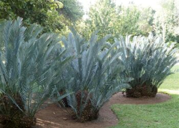 ENCEPHALARTOS LEHMANNII BLUE SOUTH AFRICAN CYCAD