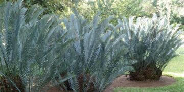 ENCEPHALARTOS LEHMANNII BLUE SOUTH AFRICAN CYCAD