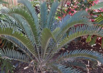 ENCEPHALARTOS LONGIFOLIUS