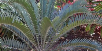 ENCEPHALARTOS LONGIFOLIUS