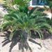 ENCEPHALARTOS LONGIFOLIUS – BLUE FORM MEDIUM TO LARGE RARE SOUTH AFRICAN CYCAD