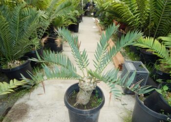 ENCEPHALARTOS LONGIFOLIUS X HORRIDUS