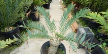 ENCEPHALARTOS LONGIFOLIUS X HORRIDUS