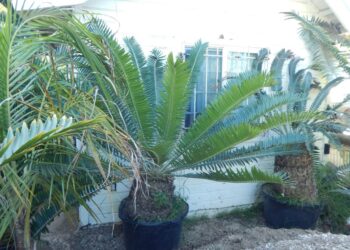 ENCEPHALARTOS MANIKENSIS