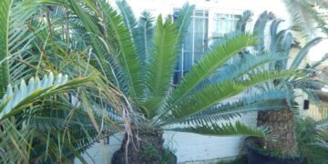 ENCEPHALARTOS MANIKENSIS