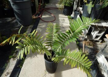 VERY DIFFERENT CENTRAL AFRICAN HYBRID CYCAD ENCEPHALARTOS MANIKENSIS X CONCINNUS