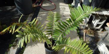 VERY DIFFERENT CENTRAL AFRICAN HYBRID CYCAD ENCEPHALARTOS MANIKENSIS X CONCINNUS