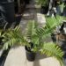 VERY DIFFERENT CENTRAL AFRICAN HYBRID CYCAD ENCEPHALARTOS MANIKENSIS X CONCINNUS