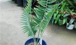 ENCEPHALARTOS MUNCHII A BLUE TO BLUE-GREEN AFRICAN CYCAD
