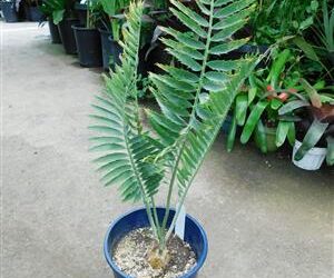 ENCEPHALARTOS MUNCHII A BLUE TO BLUE-GREEN AFRICAN CYCAD