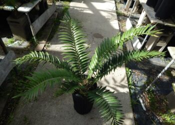 ENCEPHALARTOS NATALENSIS X WOODII