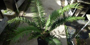 ENCEPHALARTOS NATALENSIS X WOODII