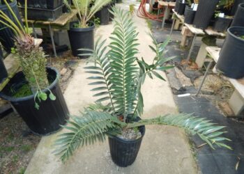 (ENCEPHALARTOS NATALENSIS X WOODII) X (ENCEPHALARTOS HORRIDUS X WOODII)