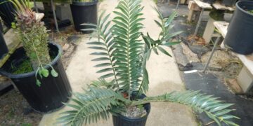 (ENCEPHALARTOS NATALENSIS X WOODII) X (ENCEPHALARTOS HORRIDUS X WOODII)