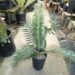 (ENCEPHALARTOS NATALENSIS X WOODII) X (ENCEPHALARTOS HORRIDUS X WOODII)