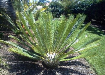 ENCEPHALARTOS PIET RETEIFII