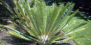ENCEPHALARTOS PIET RETEIFII
