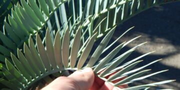 ENCEPHALARTOS PRINCEPS