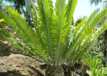 ENCEPHALARTOS NATALENSIS