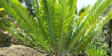 ENCEPHALARTOS NATALENSIS