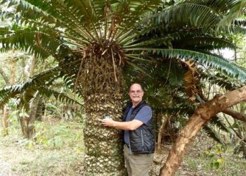ENCEPHALARTOS TRANSVENOSUS