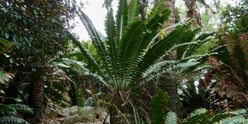ENCEPHALARTOS TRANSVENOSUS LARGE SOUTH AFRICAN CYCAD SPECIES