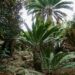 ENCEPHALARTOS TRANSVENOSUS LARGE SOUTH AFRICAN CYCAD SPECIES
