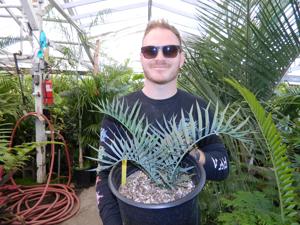ENCEPHALARTOS TRISPINOSUS BLUE SOUTH AFRICAN CYCAD