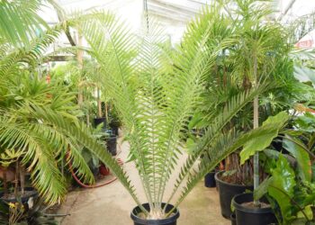 ENCEPHALARTOS WHITELOCKII