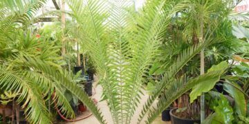 ENCEPHALARTOS WHITELOCKII
