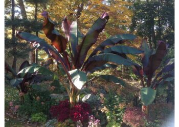 RED BANANA ENSETE MAURELLII