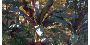 RED BANANA ENSETE MAURELLII