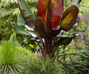 ENSETE VENTICOSUM “MAURELII” THE RED BANANA