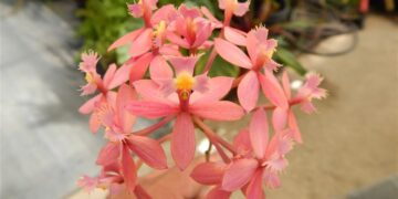 EPIDENDRON ORCHID PINK – PURPLE BLOSSOM