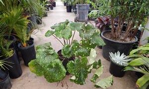 FARFUGIUM JAPONICUM VAR GIGANTEUM VARIEGATED GIANT LEOPARD LIGULARIA