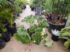 FARFUGIUM JAPONICUM VAR GIGANTEUM VARIEGATED GIANT LEOPARD LIGULARIA