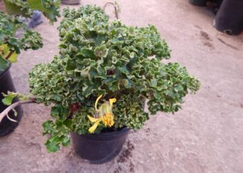 FARFUGIUM JAPONICUM SHISHI BATON