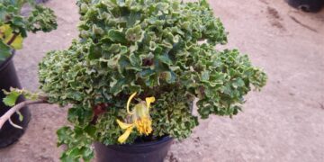 FARFUGIUM JAPONICUM SHISHI BATON