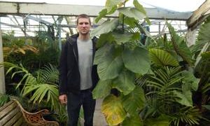 FICUS UMBELLATA INTERIOR / EXTERIOR PLANT WITH LARGE ROUND LEAVES