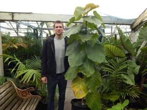 FICUS UMBELLATA INTERIOR / EXTERIOR PLANT WITH LARGE ROUND LEAVES