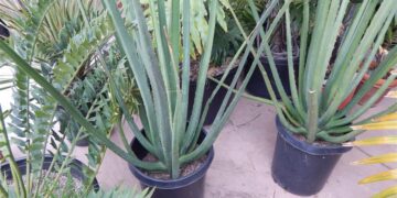 FURCRAEA MACDOUGALII THE TREE FURCREA