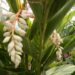 VARIEGATED SHELL GINGER NICE 5G SIZE READY FOR THE GARDEN